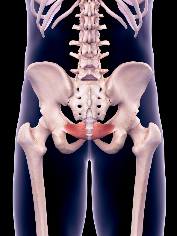 Illustration of the pelvic floor muscles within the pelvic bones.