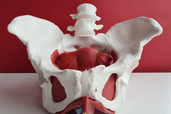 Model of a pelvis showing lower spine vertebrae and pelvis with pelvic floor muscles.