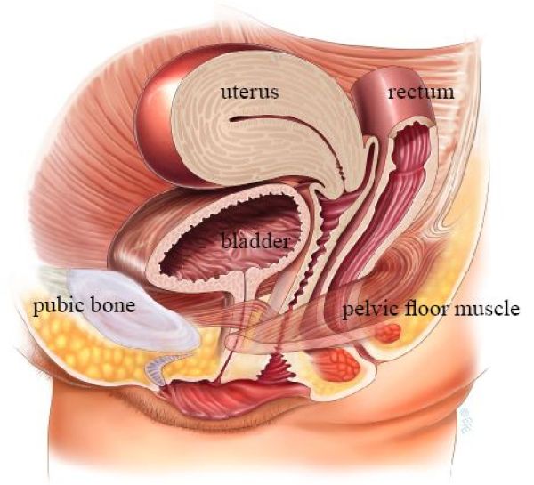 Pelvic Floor Muscles and Anatomy